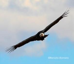 Colca Canyon, Arequipa Travel & Tours - My Peru Guide