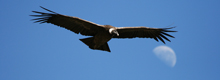 https://myperuguide.com./Condor Cross, Colca Canyon in Arequipa - My Peru Guide