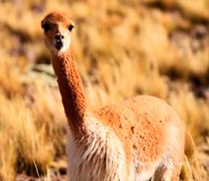 Vicunas at Pampa Canahuas, Arequipa Travel & Tours - My Peru Guide